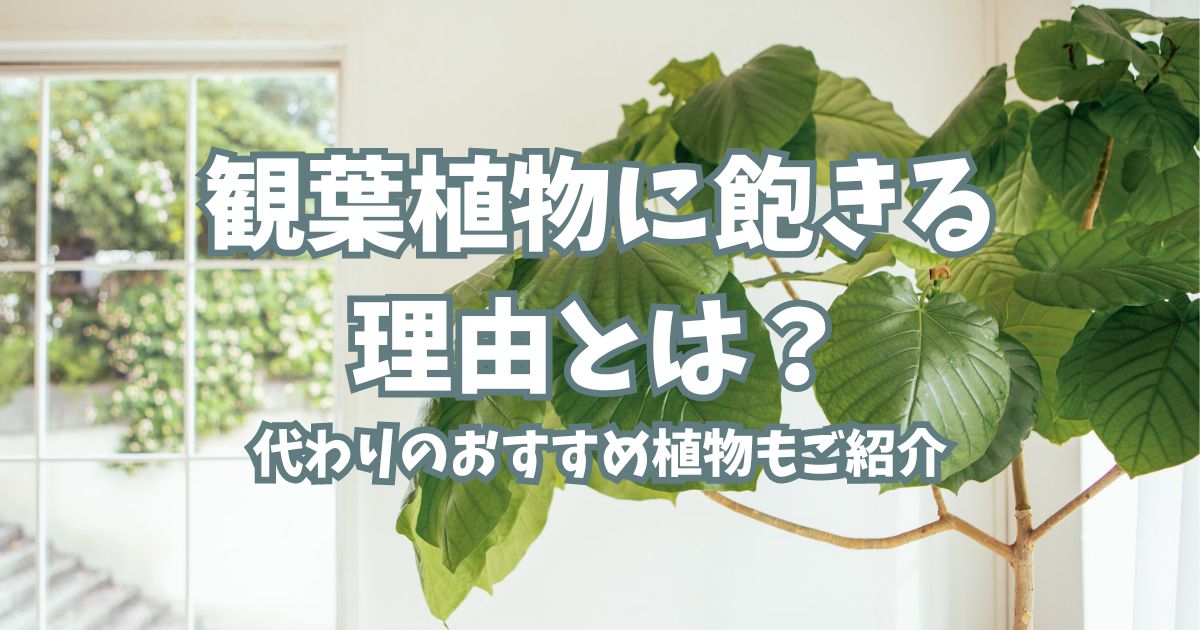 【タイトル】観葉植物に飽きる理由とは？